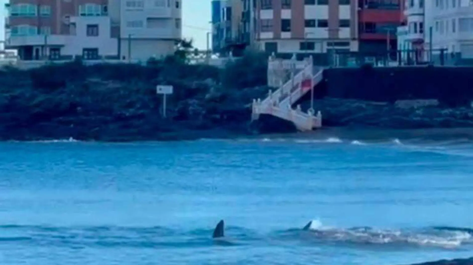 Cierran una playa de Gran Canaria por la presencia de un tiburón